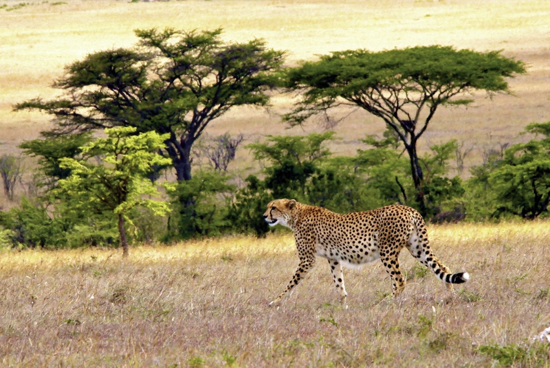 Mahali Mzuri Lodge